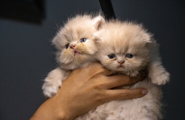 Persian kittens rest gently on someone's hand, showcasing their delicate charm.