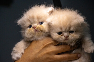 Persian kittens pose gracefully in a studio setting.