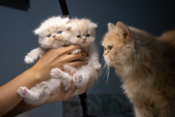 Persian cat attentively guards her litter, displaying maternal care and protective instincts.