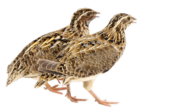 common quail (Coturnix coturnix), isolated on a white background, cut out