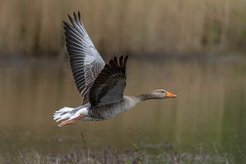 Greylag Goose (Anser anser)  taking off from water. Gelderland in the Netherlands.    