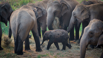Group of herd elephants with a baby elephant playing under protection of the adults in the herd Asian Elephant in the jungle of Thailand Southeast Asia.