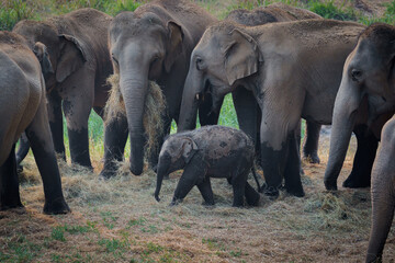 Group of herd elephants with a baby elephant playing under protection of the adults in the herd...