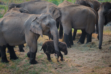 Group of herd elephants with a baby elephant playing under protection of the adults in the herd Asian Elephant in the jungle of Thailand Southeast Asia.