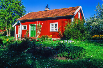 Garden with flowering tulips and daisies by a red idyllic cottage