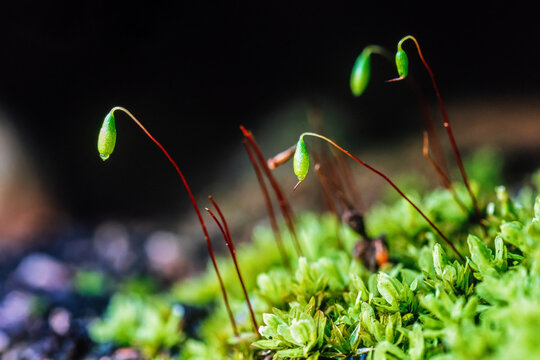 Green moss with spore capsules in the nature