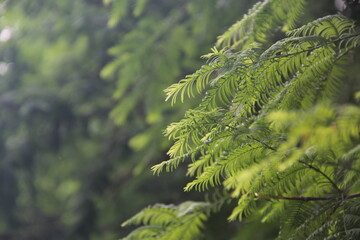 close up of cedar