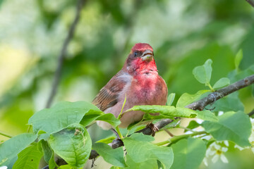 Common Rosefinch