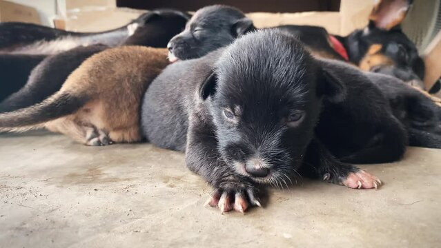 dog breastfeeds her puppies. Nursing puppies	