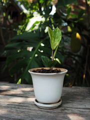 zamioculcas mamifolia in caramic pot on table with garden background nature