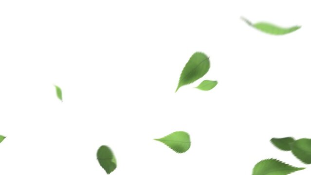 風に吹かれて舞い落ちる欅の木の緑色の葉っぱ（背景にアルファチャンネル付き）