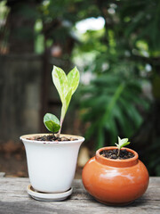 zamioculcas mamifolia in caramic pot on table with garden background nature