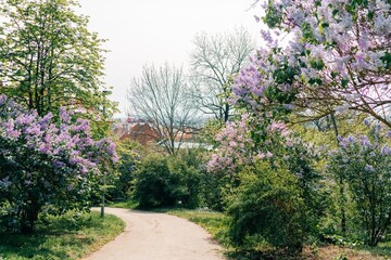 Purple street in Prague, path to the city through lilac bushes