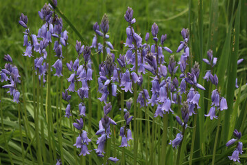 Many Bluebell flowers in the garden. Hyacinthoides non-scripta plants in bloom on a sunny day