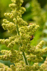 Bees busily pollinating amidst the soft greens of a garden