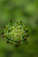 Macro shot revealing the intricate symmetry of a green semperviv