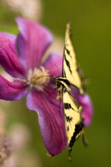 A swallowtail's gentle touch on a magenta clematis