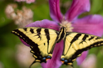 A swallowtail's gentle touch on a magenta clematis