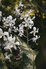 A cascade of white orchids flourishing amongst variegated foliag