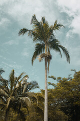 Towering palm against Fiji's idyllic sky, essence of tropical se