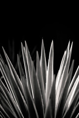 Artistic Black and White agave plant