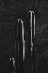 Desert Cactus in Black and white