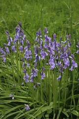 Many Bluebell flowers in the garden. Hyacinthoides non-scripta plants in bloom on a sunny day