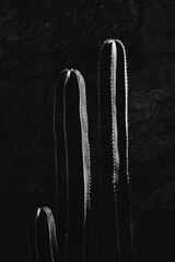 Desert Cactus, dramatic black and white