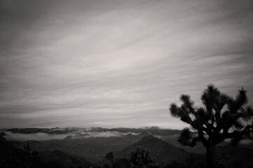Stormy and moody black and white Joshua Tree landscape