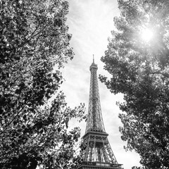 Black and white photo of Eiffel Tower through trees