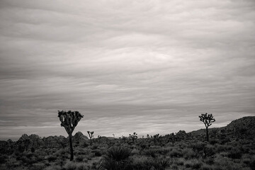 Stormy and moody black and white Joshua Tree landscpe