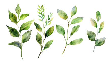 Watercolor leaf stems set on transparent background.