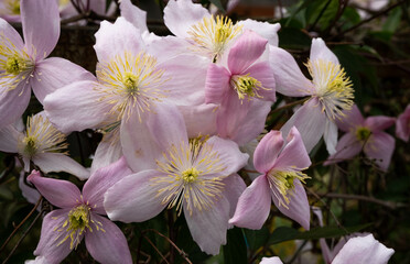 Spring bloom of pink clematis