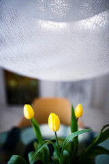 Three yellow tulips with chair and lamp
