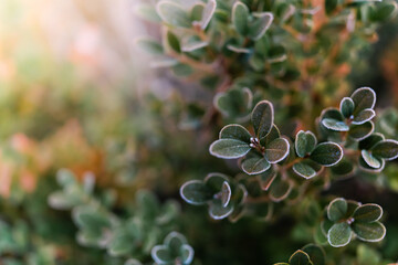 Frosty Boxwood in Soft Focus With Golden Light
