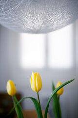 Three yellow tulips with window and lamp