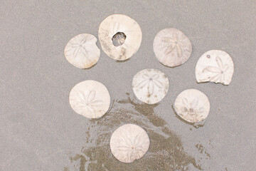 Scattered sand dollars on the sand