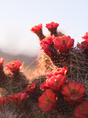 A cactus full of blooming red flowers