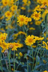 A group of Yellow Wildflowers