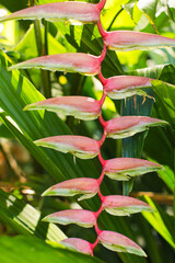 Pink heliconia flowers against lush green foliage