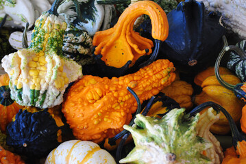 colorful autumn gourds and pumpkins
