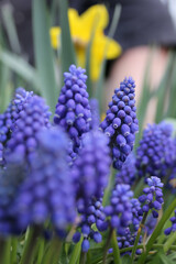 Vivid purple grape hyacinths with a soft-focus yellow backdrop