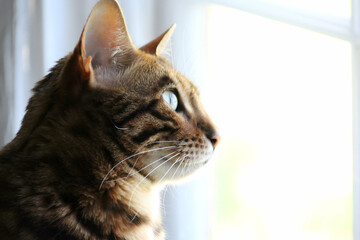Close-up of a Bengal cat gazing outside, bathed in light