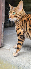 Bengal cat poised and alert on an urban concrete backdrop