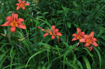 Hemerocallis fulva - Orange day lily