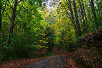 Autumn forest with big trees