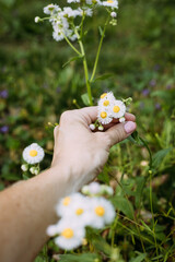 Hand picking wildflowers in yard during spring