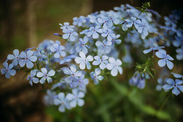 Group of blue purple wildflowers on forest floor during spring