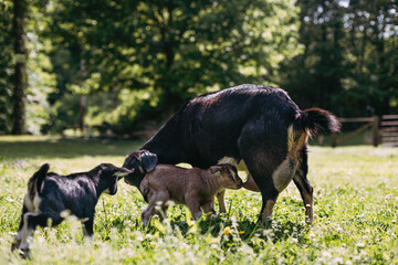 Baby goats nursing from mother goat in pasture