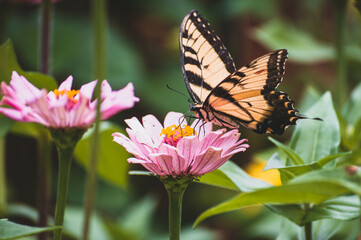 A Butterfly Pollinating A Flower
